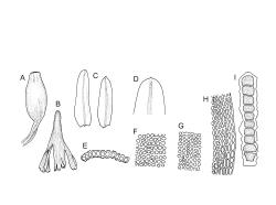 Image: R.C. Wagstaff © All rights reserved. Redrawn with permission from Vitt (1983). 